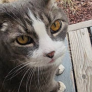 Addakiss is registered to the contest to win money with this photo: cat, close_up, gray_cat, white_fur, amber_eyes, whiskers, pet, outdoor, wooden_deck, garden, grass, mulch, animal, feline, cute, curious, portrait, domestic_cat, nature, paw