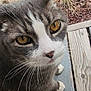 cat, close_up, gray_cat, white_fur, amber_eyes, whiskers, pet, outdoor, wooden_deck, garden, grass, mulch, animal, feline, cute, curious, portrait, domestic_cat, nature, paw