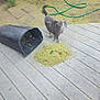 Krybaby is registered to the contest to win money with this photo: animal, cat, concrete_patio, curious, daylight, fallen_leaves, fence, garden_hose, gray_cat, greenery, ground, mess, nature, outdoor, pet, plant_pot, sidewalk, small_plant, wooden_fence, yard
