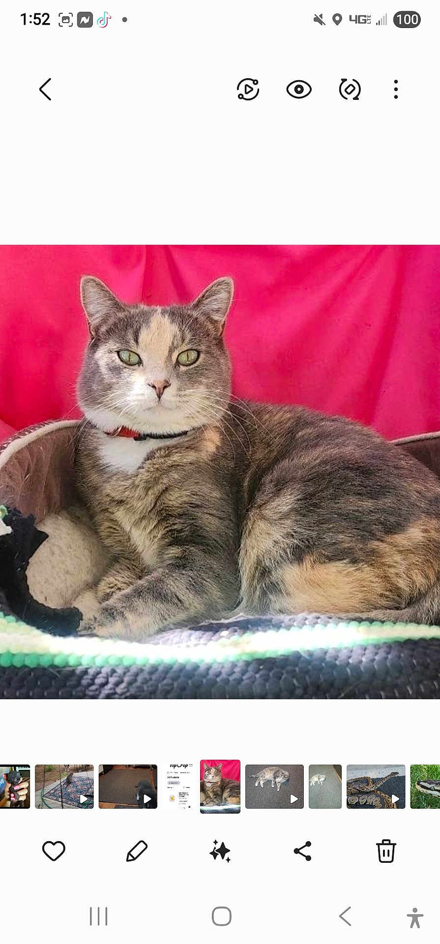 Krybaby is registered to the contest to win money with this photo: animal, bed, cat, collar, cozy, cute, domestic, feline, fur, green_eyes, indoor, looking_at_camera, pet, pink_background, portrait, relaxed, resting, striped_fur, tabby_cat, whiskers