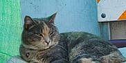 Krybaby joined the competition — help win amazing prizes! animal, blanket, cat, collar, cozy, fabric, face, feline, fur, green_background, indoor, paw, pet, relaxed, resting, sleepy, tabby, tail, texture, whiskers