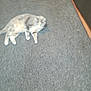 Krybaby is registered to the contest to win money with this photo: animal, blurry, carpet, cat, cute, domestic, feline, floor, fur, gray, home, indoor, laying, mammal, pet, resting, sleepy, tail, whiskers, white