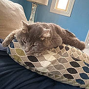 Pancho is registered to the contest to win money with this photo: cat, gray_cat, cushion, patterned_cushion, indoor, lamp, window, blue_wall, furniture, resting, pet, cozy, feline, animal, relaxed, living_room, soft_texture, home, domestic, fur