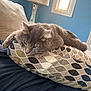 cat, gray_cat, cushion, patterned_cushion, indoor, lamp, window, blue_wall, furniture, resting, pet, cozy, feline, animal, relaxed, living_room, soft_texture, home, domestic, fur