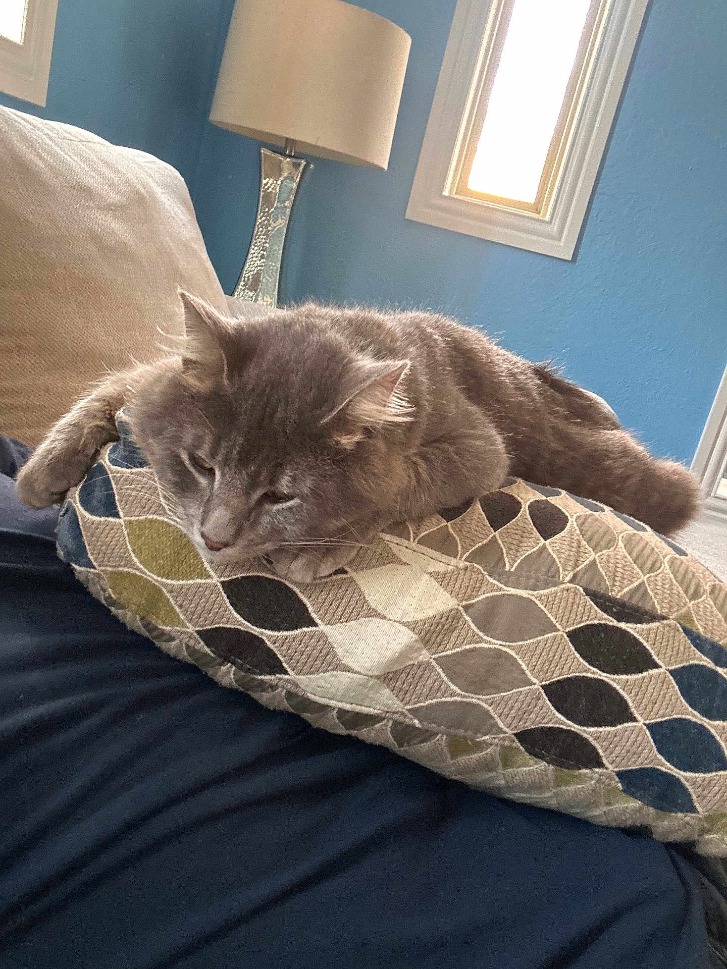 Pancho is registered to the contest to win money with this photo: cat, gray_cat, cushion, patterned_cushion, indoor, lamp, window, blue_wall, furniture, resting, pet, cozy, feline, animal, relaxed, living_room, soft_texture, home, domestic, fur