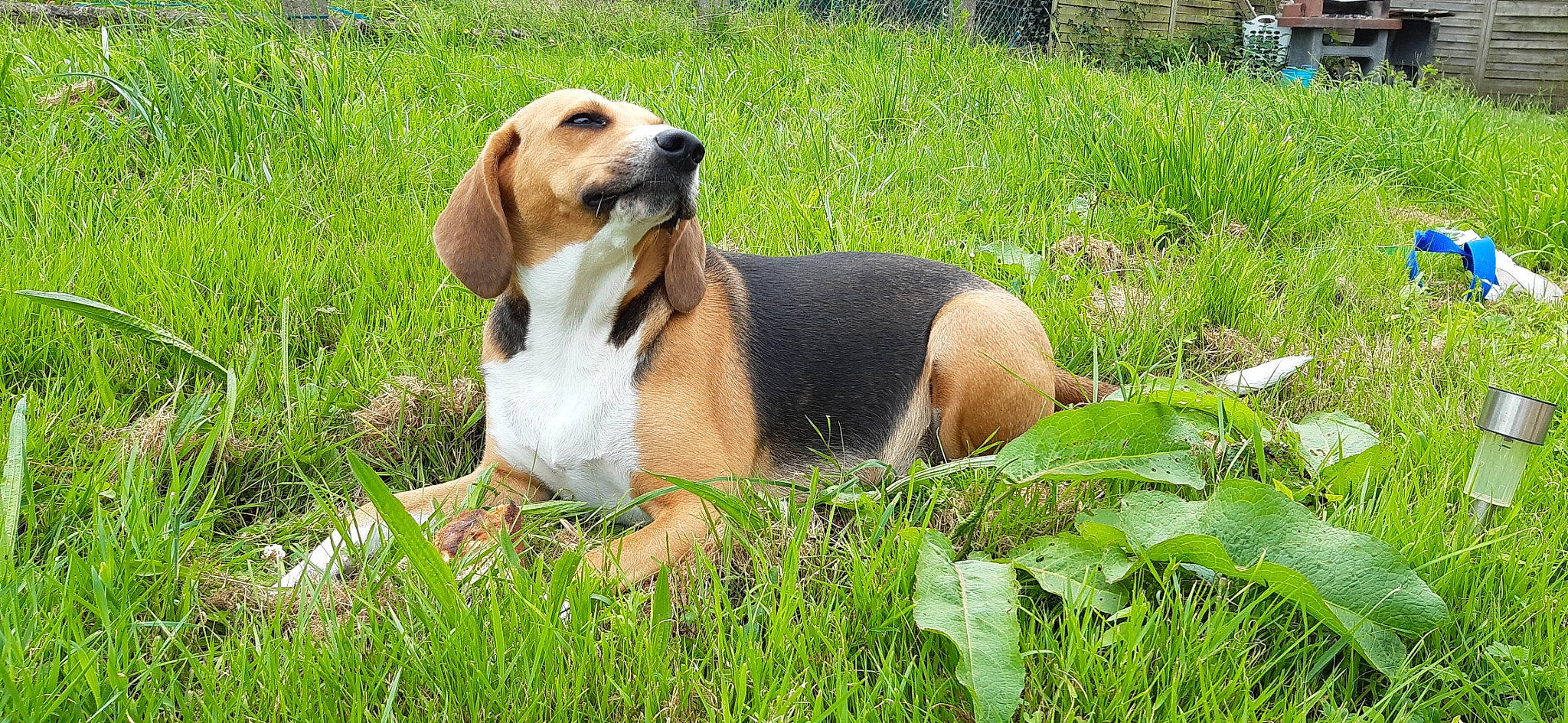 Petra participe au concours pour gagner de l'argent avec cette photo : canidae, carnivore, companion_dog, dog, dog_breed, fawn, grass, grassland, groundcover, hound, hunting_dog, pasture, plant, scent_hound, snout, sporting_group, terrestrial_animal, wildlife, working_animal, working_dog
