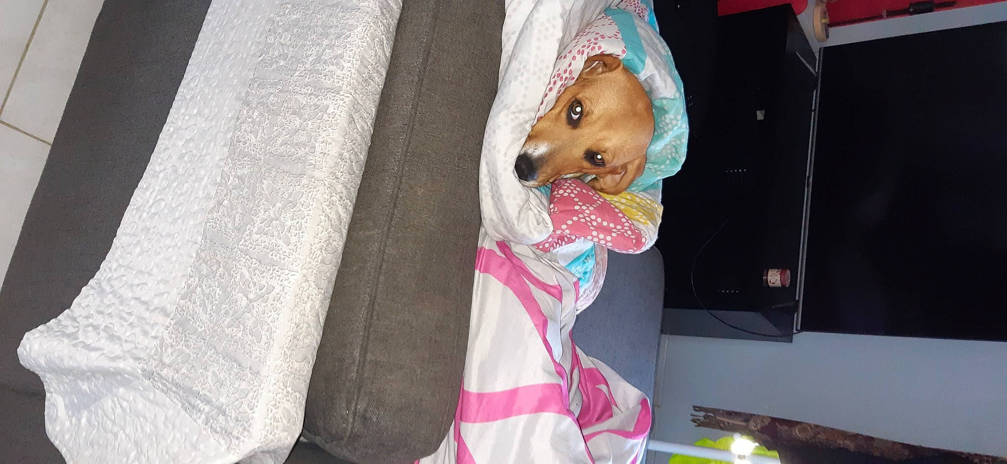 Petra participe au concours pour gagner de l'argent avec cette photo : baby, baby_products, child, companion_dog, couch, doll, fawn, fur, hat, linens, magenta, pink, plush, room, stuffed_toy, teddy_bear, textile, toddler, toy, whiskers