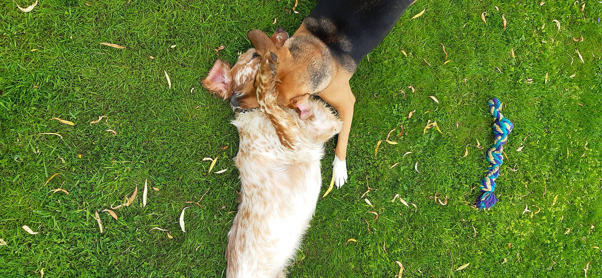 Petra a rejoint le concours — aidez-le/la à gagner de superbes lots ! carnivore, companion_dog, dog, dog_breed, fawn, felidae, foot, fur, grass, grass_family, groundcover, human_leg, lawn, people_in_nature, plant, small_to_medium_sized_cats, snout, sporting_group, tail, whiskers