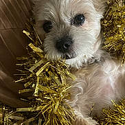 Sasha joined the competition — help win amazing prizes! dog, tinsel, golden, fluffy, pet, close_up, cute, holiday, decor, indoor, relaxed, fur, small_dog, brown_cushion, snug, portrait, animal, cozy, christmas, resting