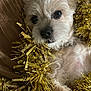 dog, tinsel, golden, fluffy, pet, close_up, cute, holiday, decor, indoor, relaxed, fur, small_dog, brown_cushion, snug, portrait, animal, cozy, christmas, resting