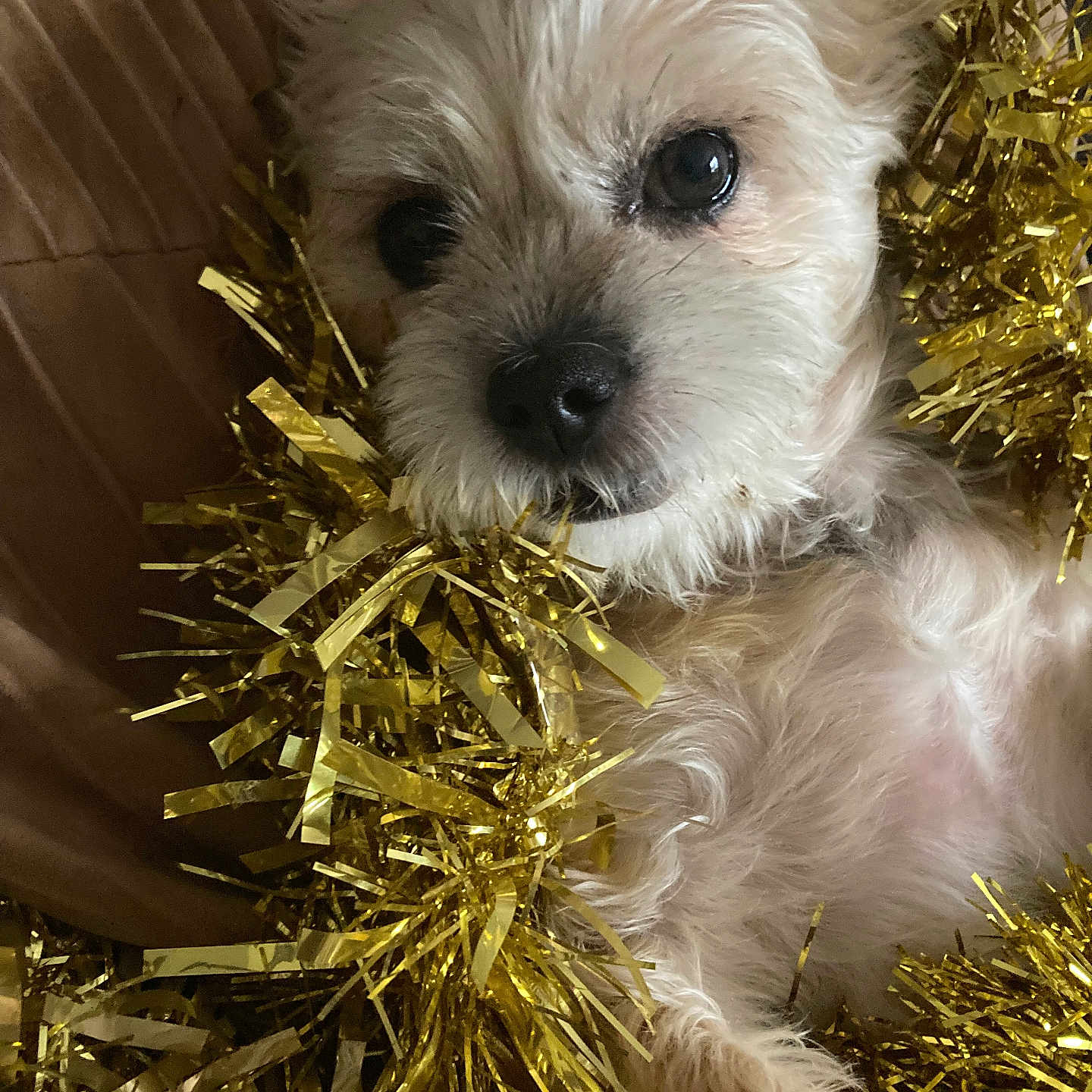 Sasha joined the competition — help win amazing prizes! animal, brown_cushion, christmas, close_up, cozy, cute, decor, dog, fluffy, fur, golden, holiday, indoor, pet, portrait, relaxed, resting, small_dog, snug, tinsel