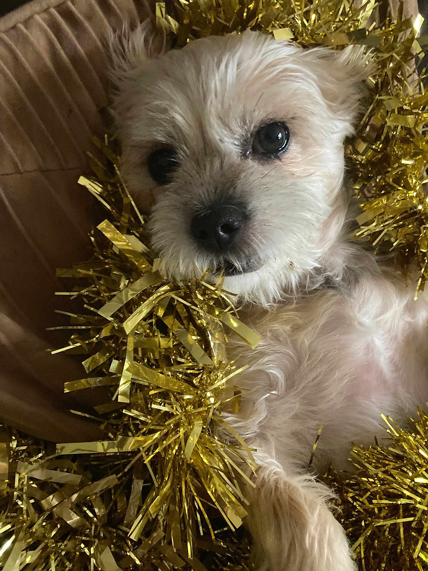 Sasha joined the competition — help win amazing prizes! dog, tinsel, golden, fluffy, pet, close_up, cute, holiday, decor, indoor, relaxed, fur, small_dog, brown_cushion, snug, portrait, animal, cozy, christmas, resting