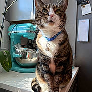 Mittens is registered to the contest to win money with this photo: appliance, cat, collar, counter, curious, cute, domestic, feline, houseplant, indoor, kitchen, notes, pet, portrait, stand_mixer, sunlight, tabby, teal, whiskers, white_paws
