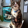cat, tabby, collar, kitchen, counter, stand_mixer, teal, sunlight, domestic, pet, feline, whiskers, curious, indoor, houseplant, notes, appliance, white_paws, portrait, cute