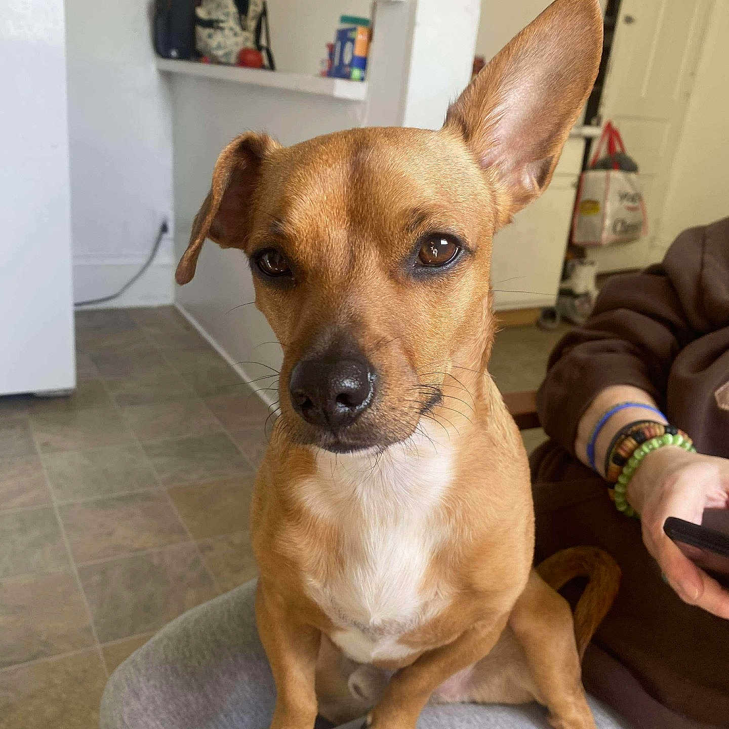 Milo is registered to the contest to win money with this photo: accessories, animal, canine, chihuahua, doctor, dog, furniture, hardwood, indoors, interiordesign, person, pet, puppy, racket, snout, sport, stainedwood, strap, tennis, tennisracket