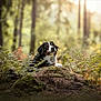 animal, bernese_mountain_dog, black, brown, canine, daylight, dog, ferns, forest, mammal, moss, nature, outdoor, peaceful, relaxing, scenery, sunlight, trees, white, wildlife