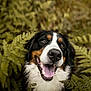 animal, black_and_white, brown, canine, closeup, dog, eyes, ferns, forest, fur, greenery, happy, natural_light, nature, nose, outdoor, pet, portrait, smiling, tongue_out