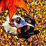 animal, autumn, bernese_mountain_dog, canine, closeup, colorful, dog, fall, grass, happy, leaf_litter, leaves, nature, orange_leaf, outdoor, pet, playful, seasonal, smiling, tongue_out