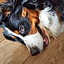 animal, bernese_mountain_dog, black_fur, brown_fur, canine, close_up, dog, domestic_animal, eye, floor, fur, indoor, lying_down, mouth, pet, portrait, relaxed, teeth, white_fur, wooden_floor