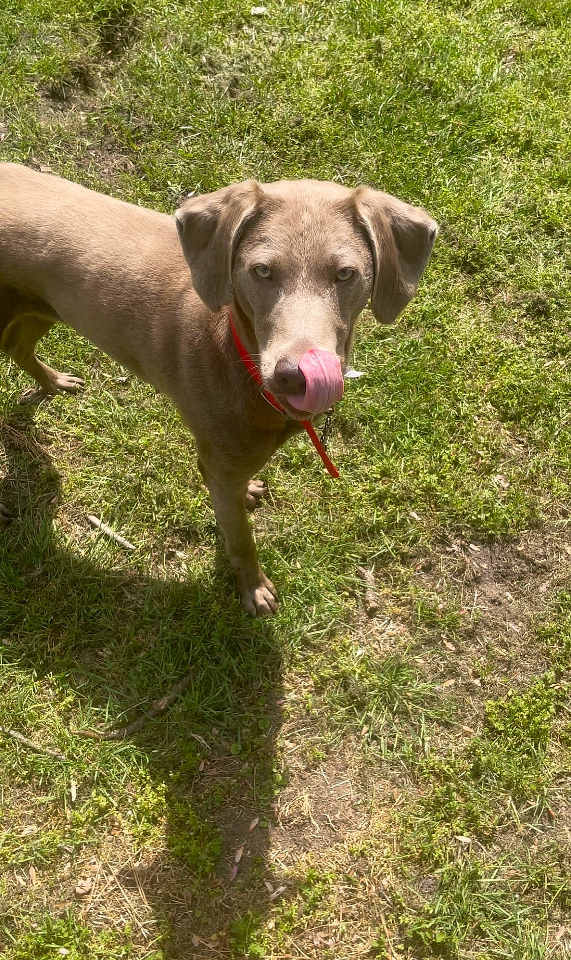 Rogue is registered to the contest to win money with this photo: canidae, carnivore, collar, companion_dog, dog, dog_breed, dog_collar, fawn, grass, groundcover, herbaceous_plant, hunting_dog, non_sporting_group, pet_supply, plant, sporting_group, tail, terrestrial_animal, working_animal, working_dog