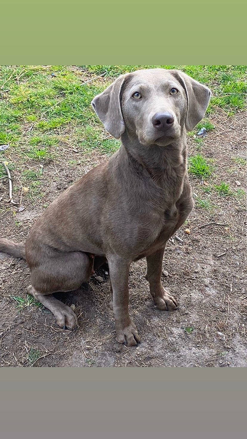 Rogue is registered to the contest to win money with this photo: borador, canidae, carnivore, companion_dog, dog, dog_breed, fawn, fur, grass, gun_dog, hunting_dog, labrador_retriever, liver, plant, soil, sporting_group, terrestrial_animal, whiskers, working_animal