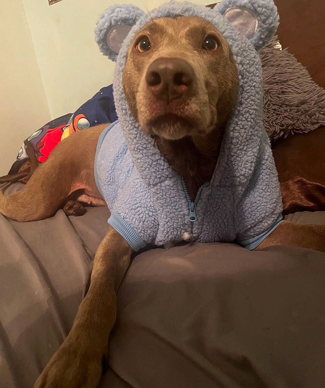Rogue joined the competition — help win amazing prizes! art, brown_bear, carnivore, comfort, companion_dog, dog, dog_breed, fawn, fur, grey, linens, pattern, snout, sporting_group, stuffed_toy, terrestrial_animal, textile, toy, whiskers, working_animal