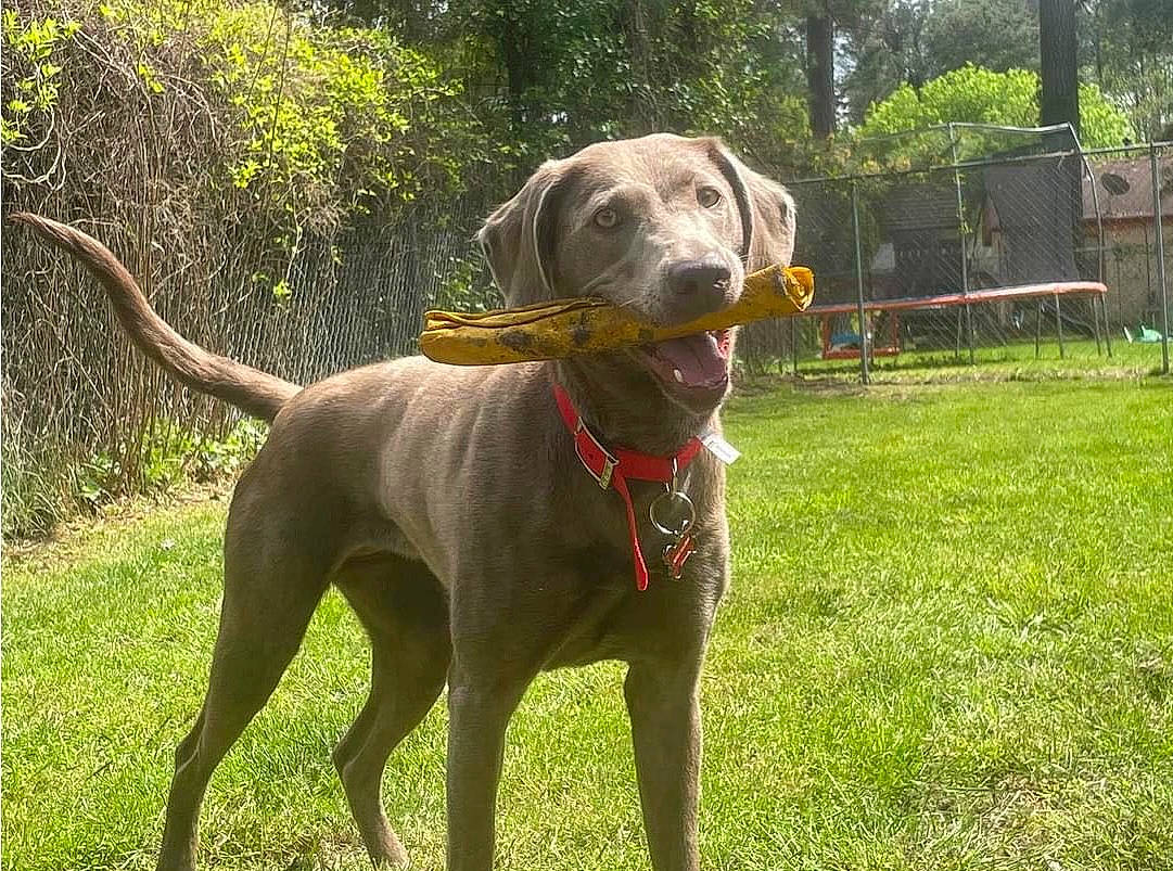 Rogue is registered to the contest to win money with this photo: canidae, carnivore, collar, companion_dog, dog, dog_breed, dog_collar, dog_supply, fawn, grass, gun_dog, liver, pet_supply, plant, snout, sporting_group, tail, terrestrial_animal, tree, working_animal
