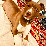 Uno joined the competition — help win amazing prizes! alert, bed, blanket, brown_coat, close_up, collar, cozy, curious_expression, dog, ears, indoor, nose, paws, pet, portrait, puppy, resting, white_chest, white_markings, white_paws