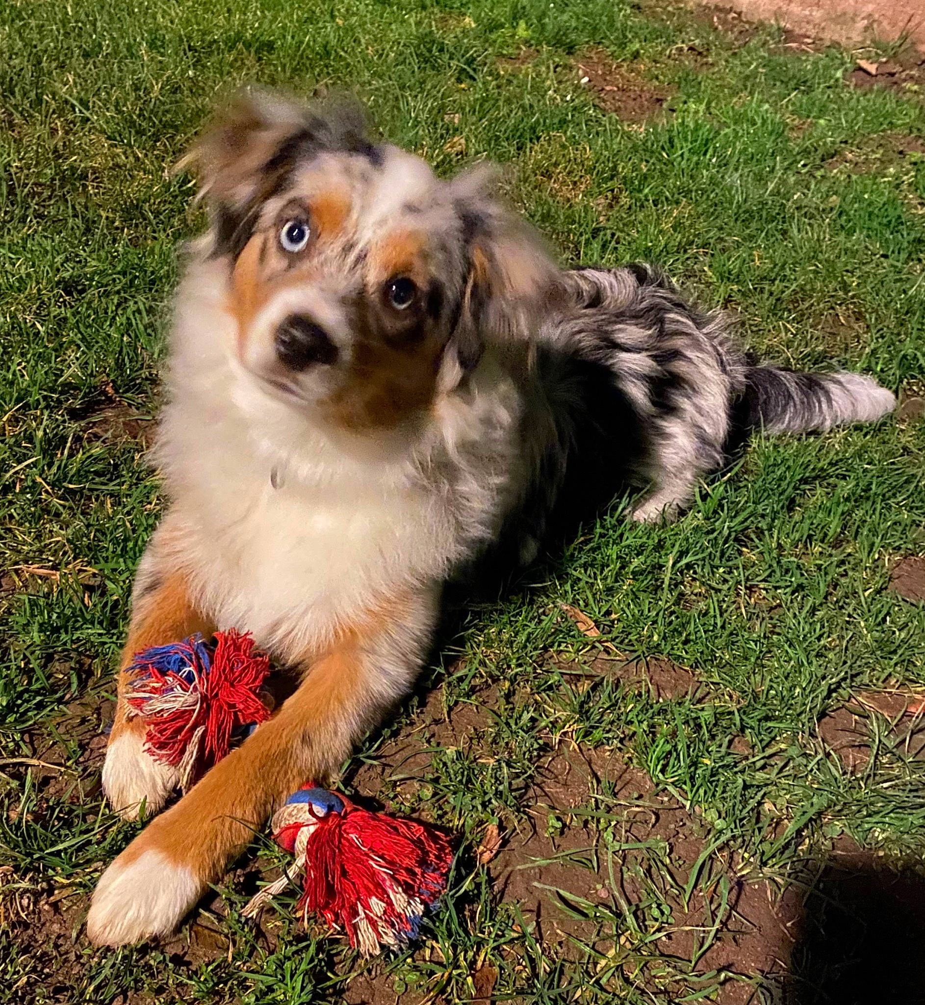 Thalia participe au concours pour gagner de l'argent avec cette photo : ancient_dog_breeds, art, canidae, carnivore, companion_dog, dog, dog_breed, fawn, fur, grass, herding_dog, puppy, snout, sporting_group, terrestrial_animal, toy_dog, whiskers, working_dog