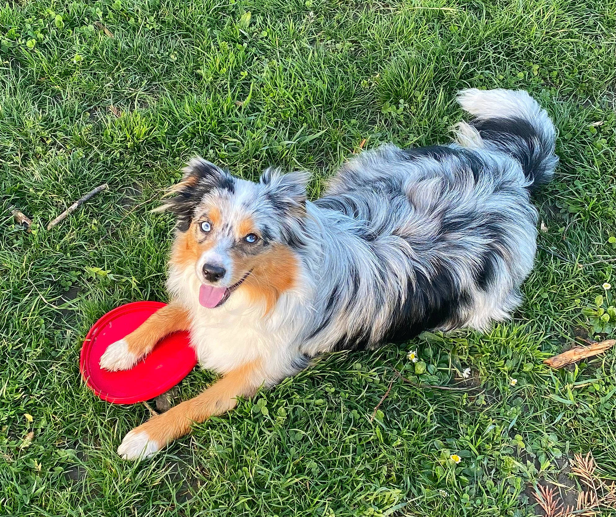 Thalia a rejoint le concours — aidez-le/la à gagner de superbes lots ! canidae, carnivore, collie, companion_dog, dog, dog_breed, dog_supply, event, grass, herding_dog, plant, rough_collie, scotch_collie, shetland_sheepdog, sporting_group, tail, working_dog