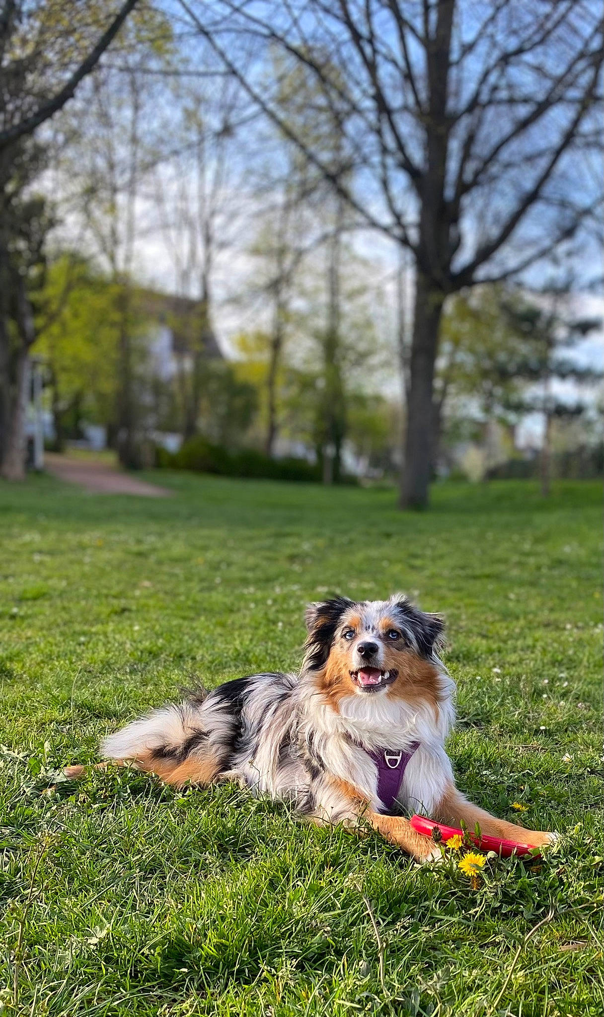 Thalia a rejoint le concours — aidez-le/la à gagner de superbes lots ! canidae, carnivore, cloud, companion_dog, dog, dog_breed, fawn, garden, grass, grassland, landscape, lawn, plant, recreation, sky, sporting_group, tail, toy_dog, tree, working_dog
