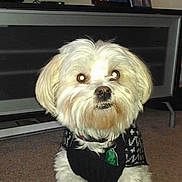 Munster is registered to the contest to win money with this photo: animal, black_sweater, boots, canine, carpet, cute, decor, dog, domestic_animal, flash_effect, fur, furniture, house, indoor, living_room, pet_clothing, photo_frames, small_dog, television, white_dog