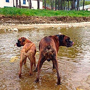 Judy Rocky participe au concours pour gagner de l'argent avec cette photo : dog, boxer, water, shallow_water, licking, outdoor, grass, rocks, riverbank, pets, animals, canine, nature, playing, summer, two_dogs, tongue, brown_dog, standing, daytime