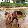dog, boxer, water, shallow_water, licking, outdoor, grass, rocks, riverbank, pets, animals, canine, nature, playing, summer, two_dogs, tongue, brown_dog, standing, daytime