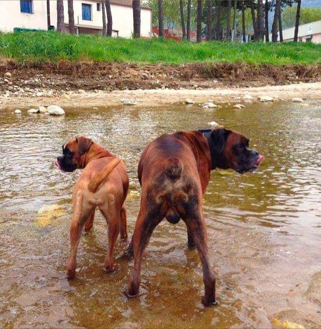 Judy Rocky participe au concours pour gagner de l'argent avec cette photo : dog, boxer, water, shallow_water, licking, outdoor, grass, rocks, riverbank, pets, animals, canine, nature, playing, summer, two_dogs, tongue, brown_dog, standing, daytime