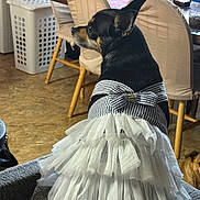 Chloe joined the competition — help win amazing prizes! black_dog, bow, chair, couch, cute, decor, dog, domestic, dress, fabric, furniture, home, indoor, looking_away, pet, sitting, small_dog, table, tan_dog, tutu