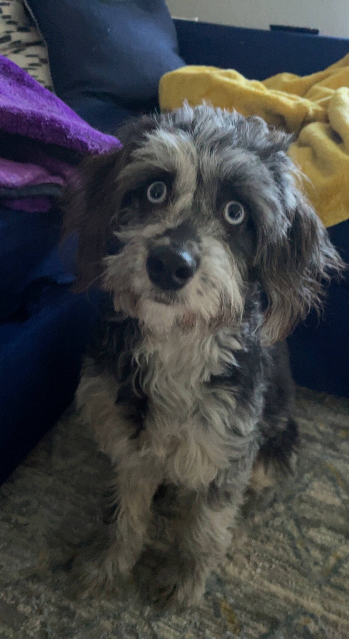 Vincent is registered to the contest to win money with this photo: canidae, carnivore, companion_dog, dog, dog_breed, dog_collar, fur, maltepoo, poodle_crossbreed, puppy_love, shih_poo, small_terrier, snout, sporting_group, terrier, toy_dog, water_dog, whiskers, working_animal, yorkipoo