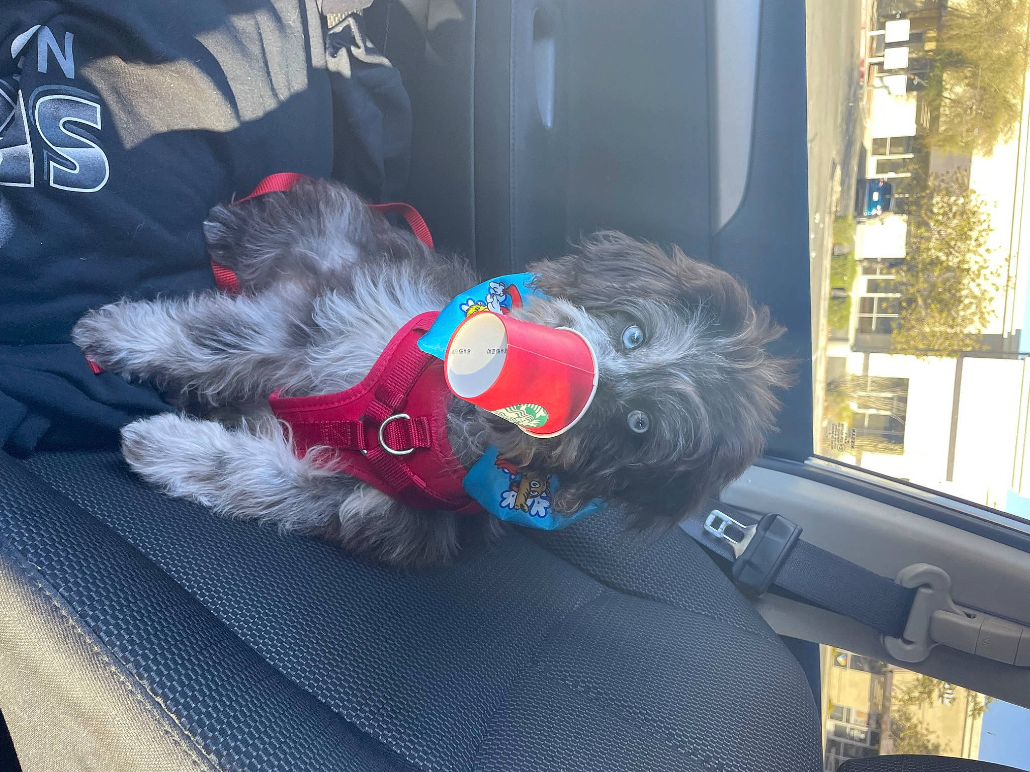 Vincent joined the competition — help win amazing prizes! auto_part, automotive_exterior, automotive_window_part, car_seat, carmine, comfort, electric_blue, fur, grey, linens, luxury_vehicle, motor_vehicle, personal_protective_equipment, stuffed_toy, textile, toy, vehicle, vehicle_door, window, windshield