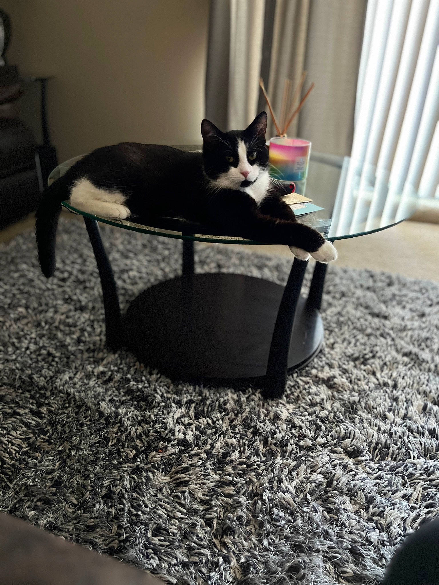 Whiskers joined the competition — help win amazing prizes! black, carnivore, cat, cat_supply, chair, comfort, felidae, floor, flooring, fur, grass, grey, hardwood, pet_supply, room, small_to_medium_sized_cats, tail, whiskers, white, wood