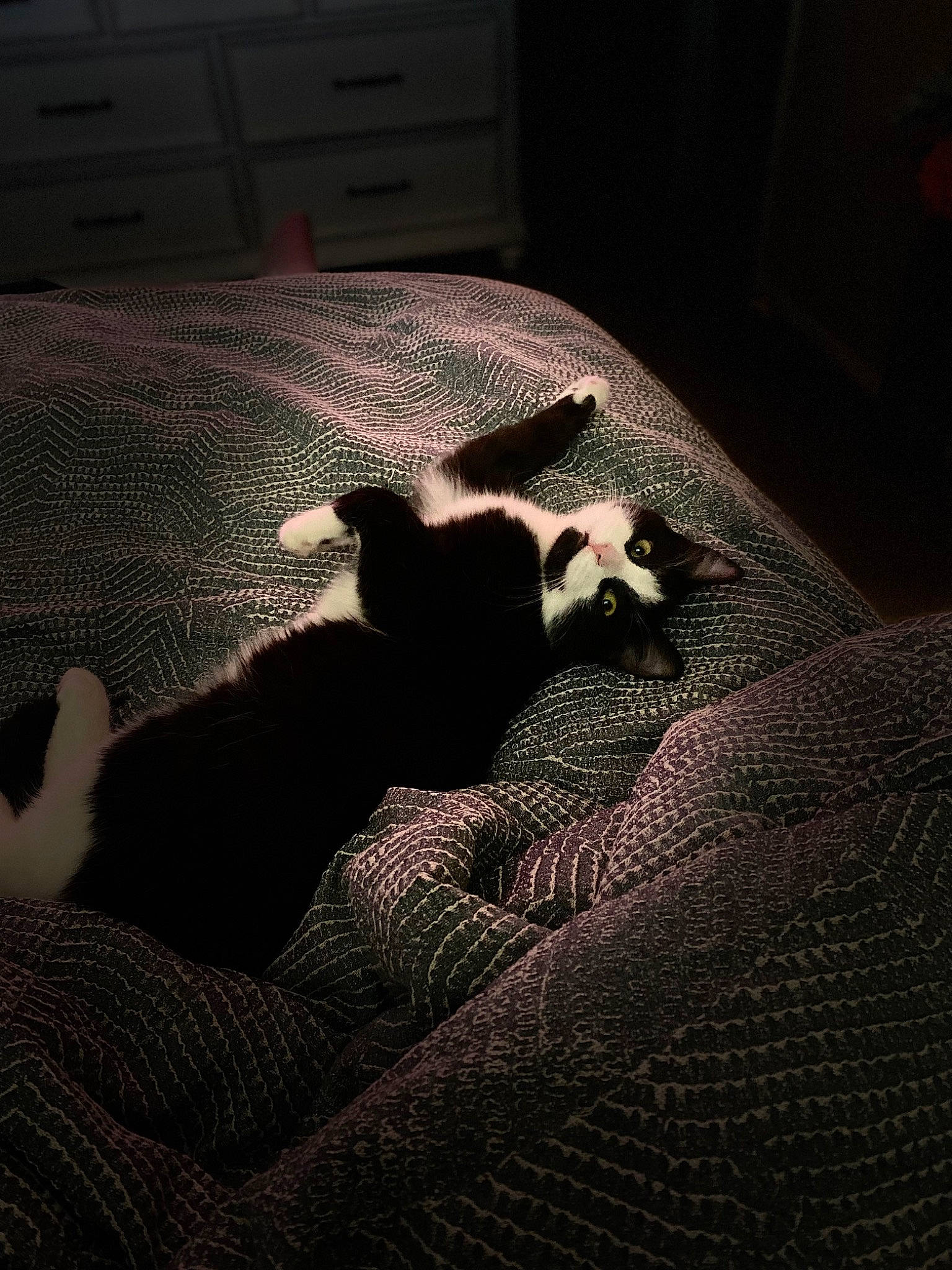 Whiskers is registered to the contest to win money with this photo: bedding, brown, carnivore, cat, comfort, companion_dog, darkness, dog_breed, fawn, felidae, flooring, grey, hardwood, linens, room, small_to_medium_sized_cats, tail, tints_and_shades, whiskers, wood