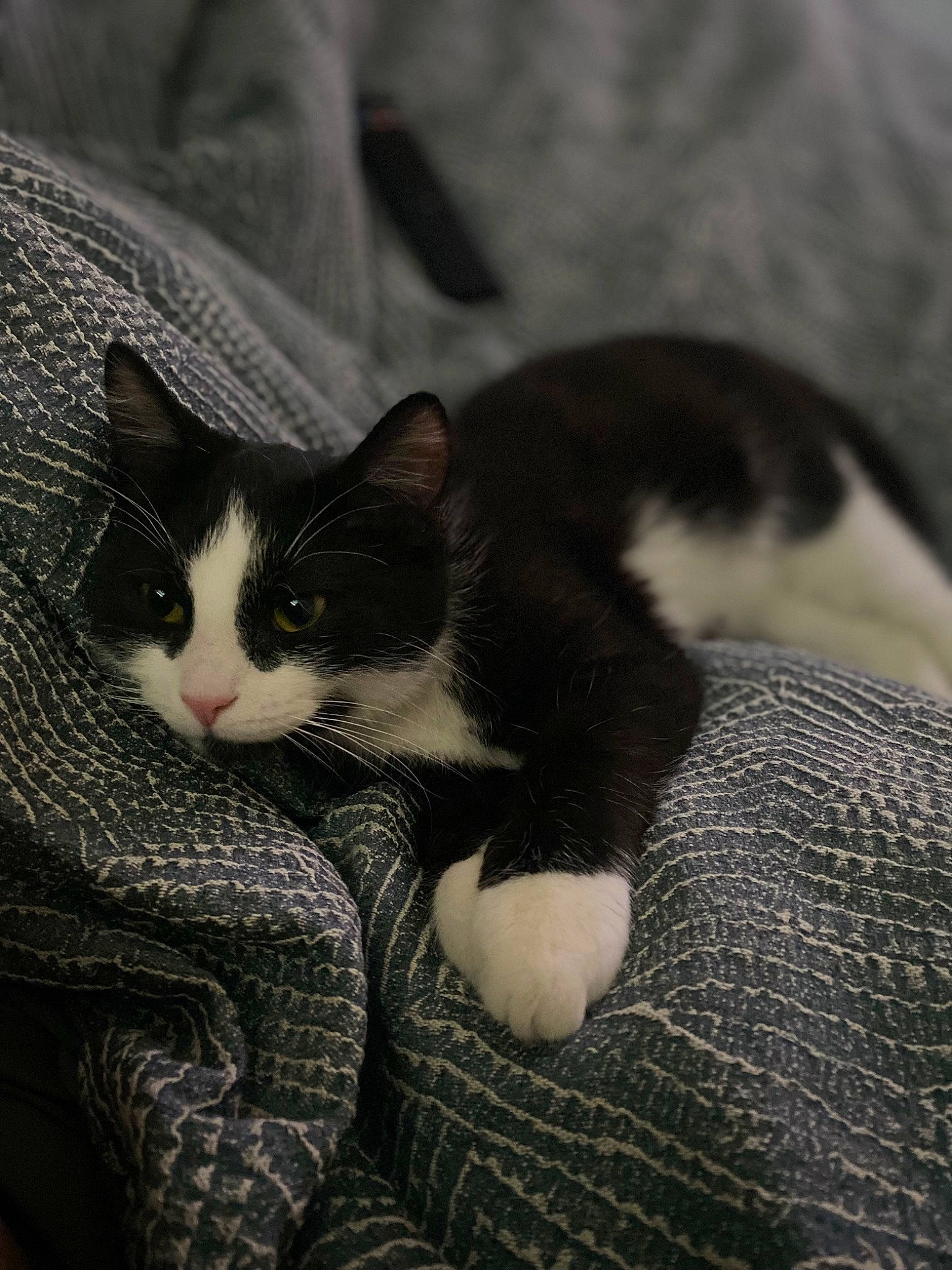 Whiskers joined the competition — help win amazing prizes! black_cat, carnivore, cat, claw, comfort, domestic_short_haired_cat, felidae, fur, grey, monochrome, monochrome_photography, nap, paw, sitting, small_to_medium_sized_cats, snout, tail, whiskers, wood