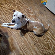 Grifful joined the competition — help win amazing prizes! dog, pet, indoor, wooden_floor, animal, canine, brown, white, collar, laying_down, looking_up, floor, domestic, household, food_bowls, curious, calm, ears, tail, fur