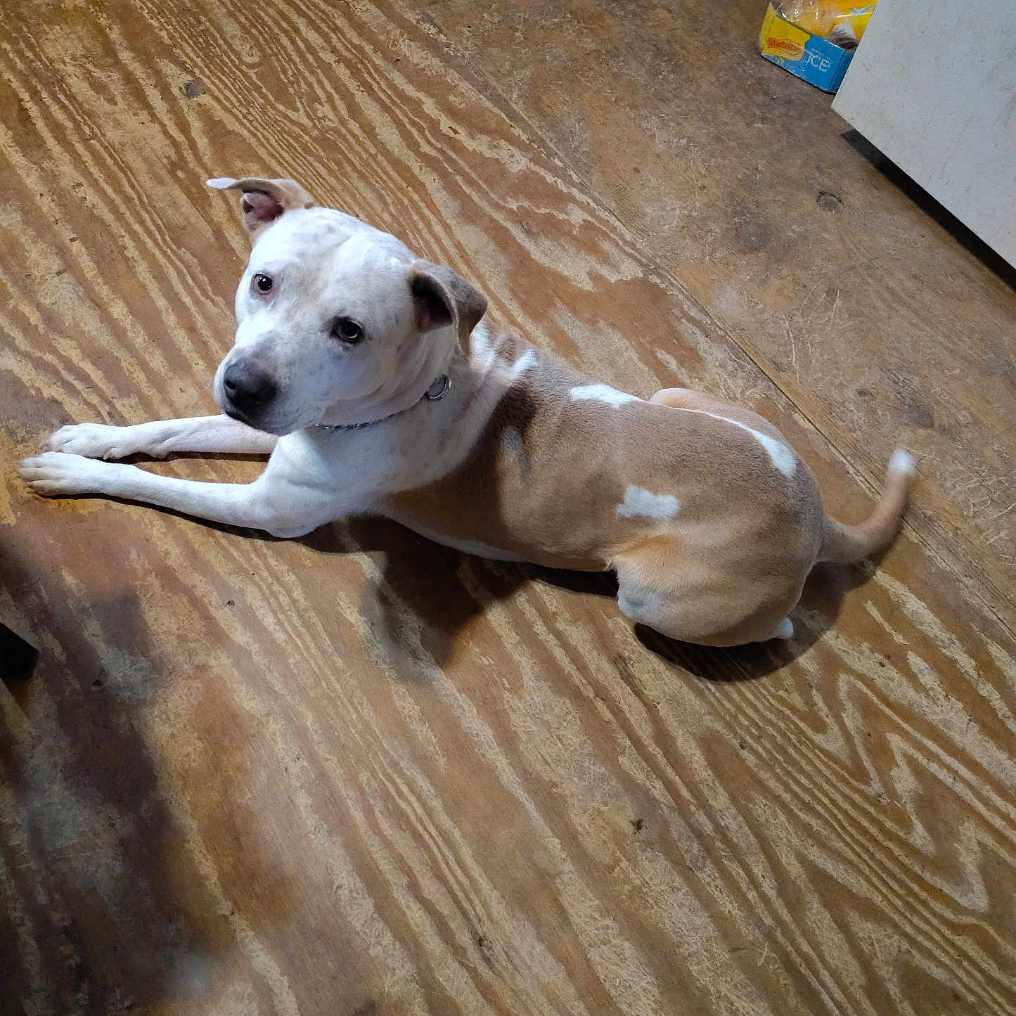 Grifful joined the competition — help win amazing prizes! animal, brown, calm, canine, collar, curious, dog, domestic, ears, floor, food_bowls, fur, household, indoor, laying_down, looking_up, pet, tail, white, wooden_floor