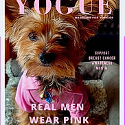 Obi is registered to the contest to win money with this photo: dog, yorkshire_terrier, pet, pink_shirt, portrait, cute, animal, fur, collar, indoor, magazine_cover, text_overlay, awareness, breast_cancer, support, cozy, rug, small_dog, closeup, fashion