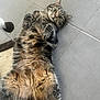 Helios a rejoint le concours — aidez-le/la à gagner de superbes lots ! animal, cat, curious, cute, domestic_cat, feline, floor, fur, indoor, lying_down, paws, pet, playful, relaxed, spring_toy, tabby, tiled_floor, toy, whiskers, wide_eyes