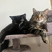 Helios a rejoint le concours — aidez-le/la à gagner de superbes lots ! animal, black_cat, cat, cat_tree, claws, cozy, ears, feline, fur, household, indoor, looking, paw, pet_furniture, pets, relaxed, resting, tabby_cat, two_cats, whiskers