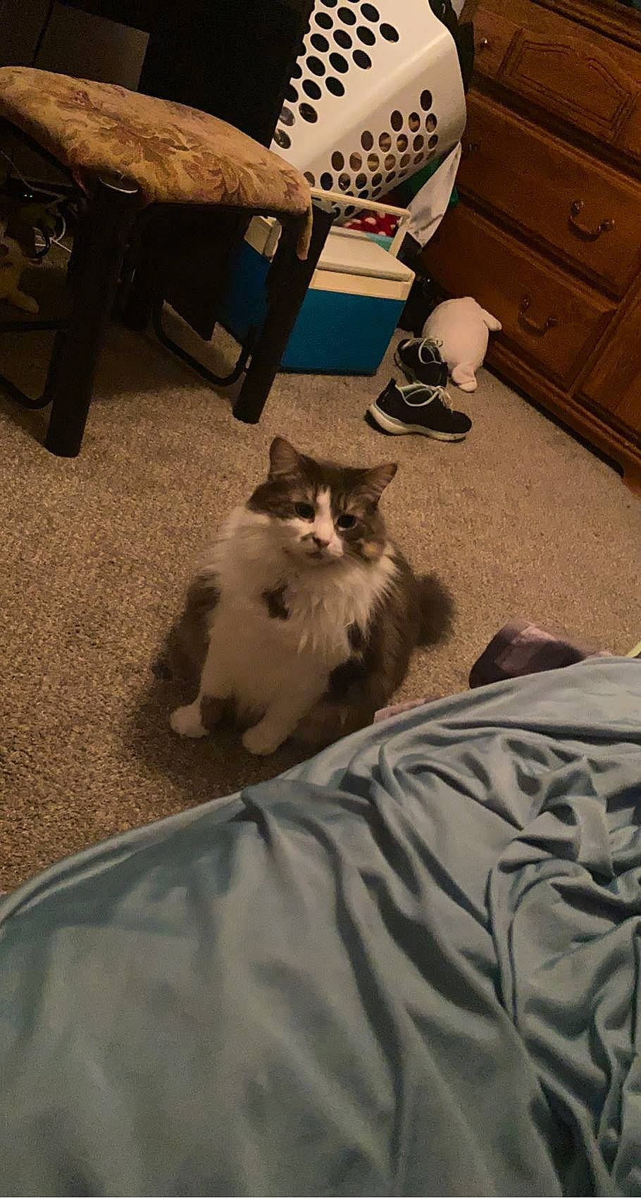 Kairi joined the competition — help win amazing prizes! box, cabinetry, carnivore, cat, chair, comfort, domestic_short_haired_cat, drawer, dresser, felidae, floor, flooring, fur, grey, hardwood, human_leg, small_to_medium_sized_cats, tail, whiskers, wood