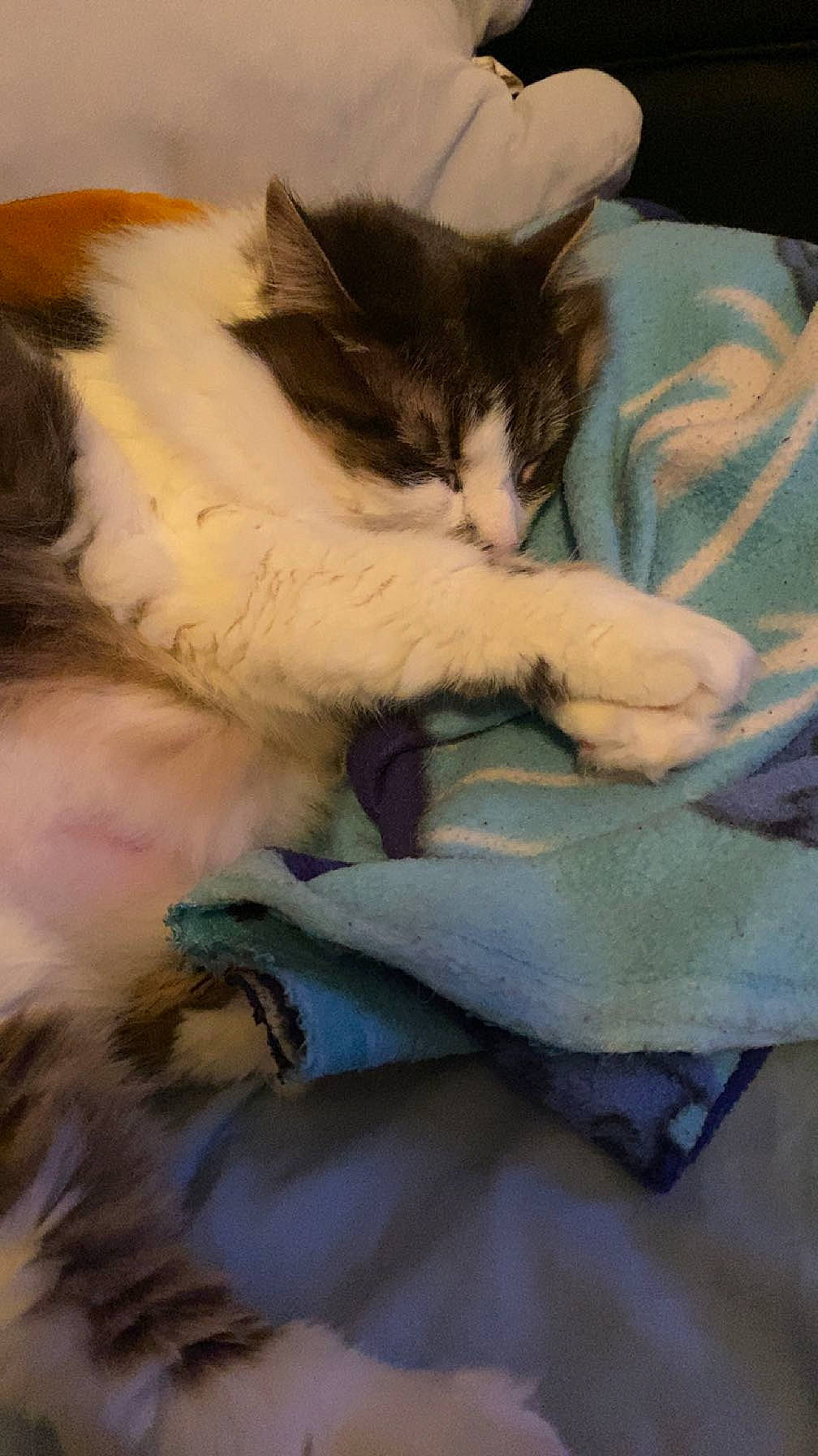 Kairi is registered to the contest to win money with this photo: bedding, blanket, carnivore, cat, claw, comfort, domestic_short_haired_cat, felidae, fur, linens, nap, paw, sleep, small_to_medium_sized_cats, snout, tail, whiskers