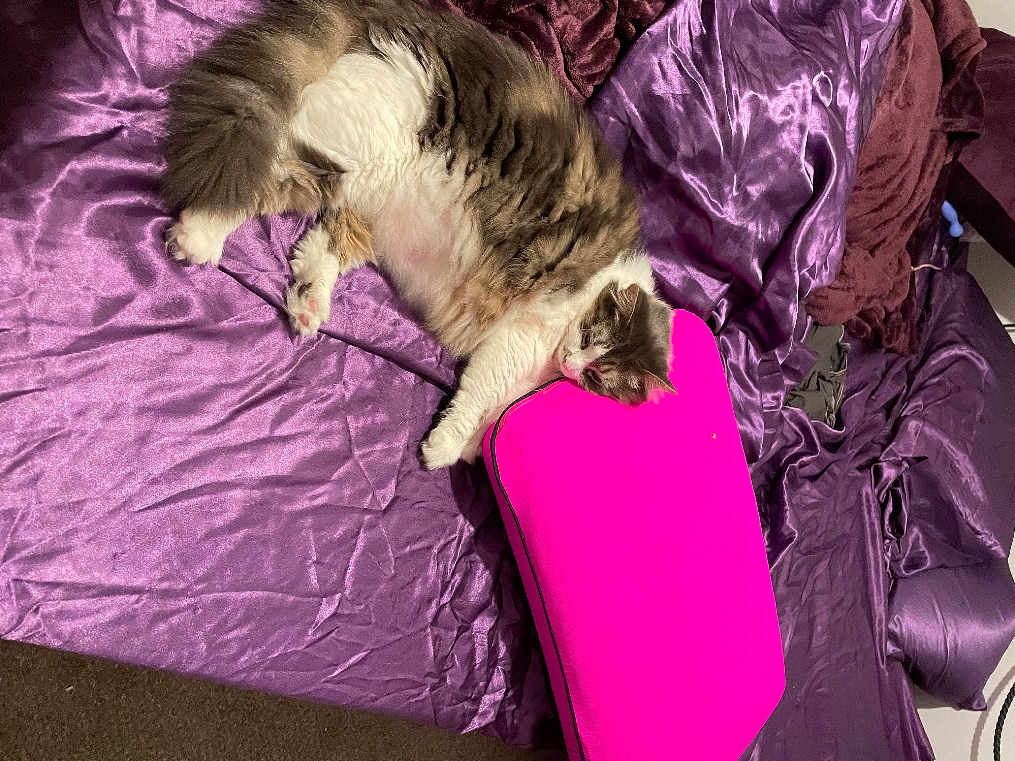 Kairi is registered to the contest to win money with this photo: canidae, carnivore, cat, comfort, companion_dog, dog_breed, fawn, felidae, fur, linens, magenta, nap, paw, pink, purple, small_to_medium_sized_cats, sporting_group, tail, textile, whiskers