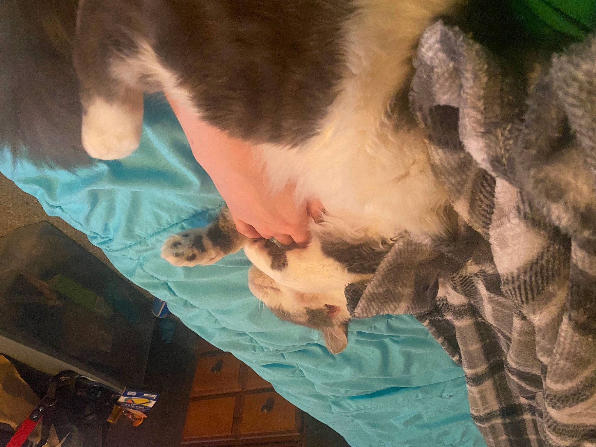 Riku joined the competition — help win amazing prizes! beard, carnivore, child, facial_hair, felidae, flesh, fun, fur, head, moustache, nap, organism, pattern, room, small_to_medium_sized_cats, sunglasses, tail, textile, tree, whiskers